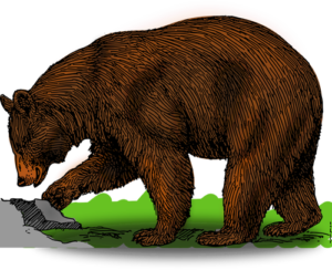orso-2